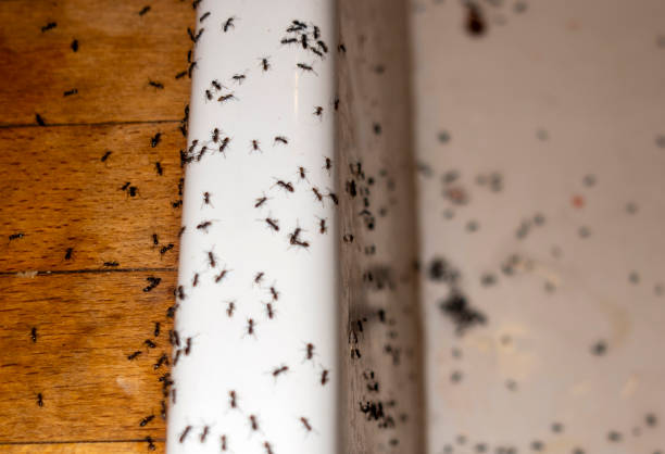 Best Exterminator Services  in Cheswold, DE